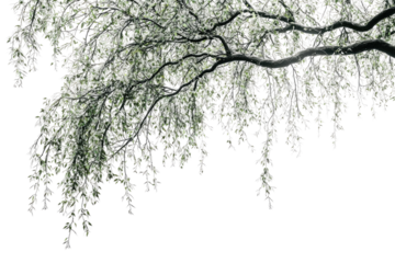 Overhanging tree branch with delicate, silvery leaves against a muted green backdrop background removed