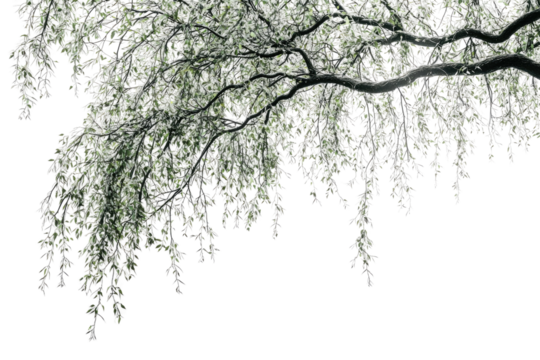 Overhanging tree branch with delicate, silvery leaves against a muted green backdrop background removed