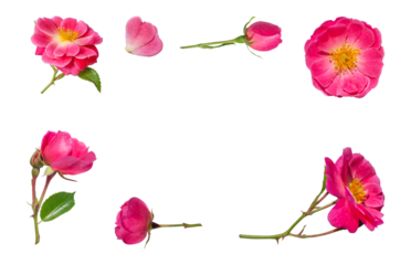 Frame/ border of pink roses isolated on transparent neutral background. No shadow.. Greeting card, invitation, product presentation, design element. PNG