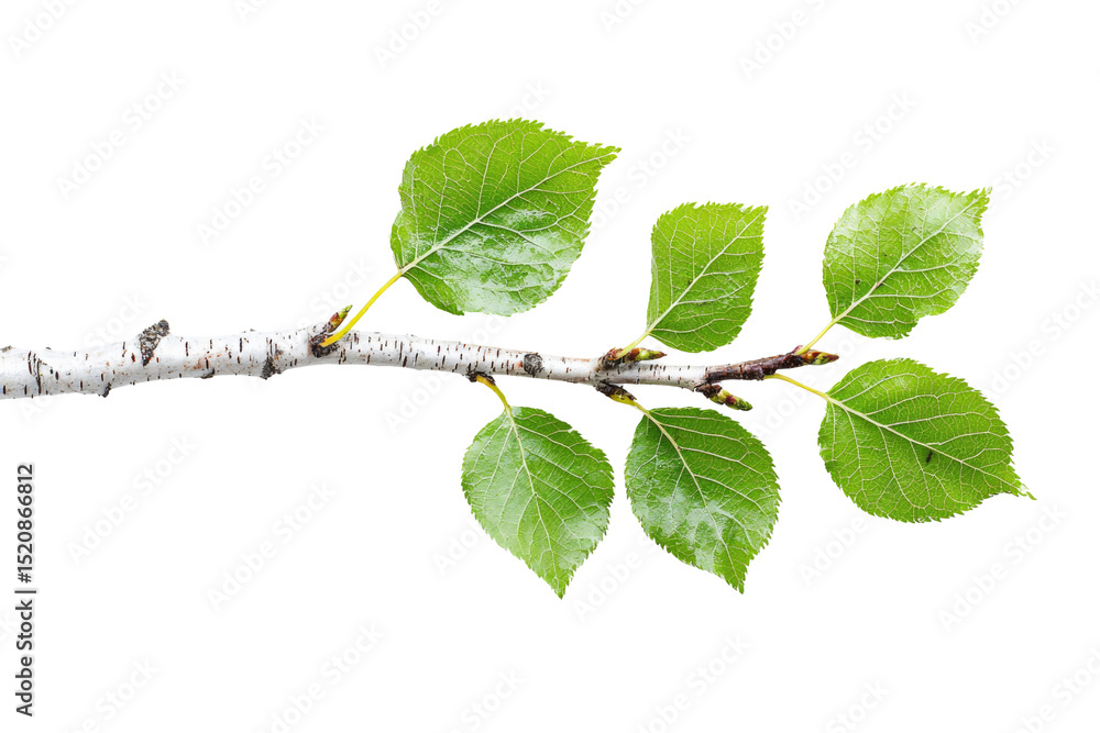 Poster a branch with five vibrant green leaves, isolated on a transparent background background removed