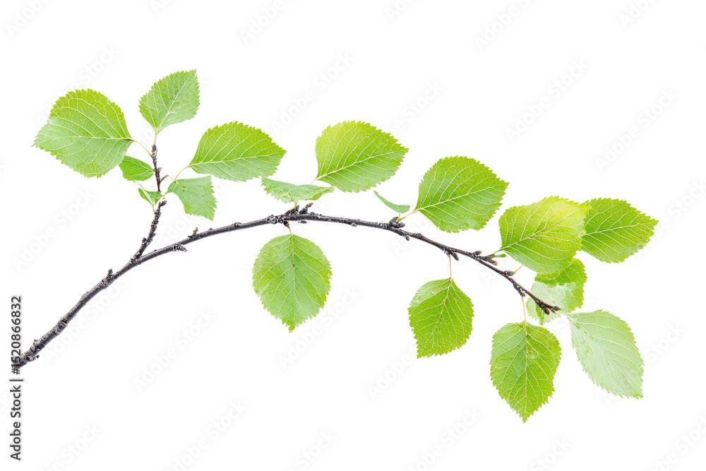Aufkleber a branch with fresh green leaves, isolated on a dark transparent background background removed