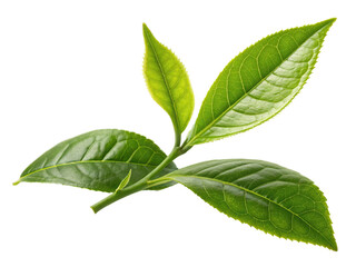 Fototapeta premium Fresh green tea leaves isolated on transparent background, vibrant and detailed