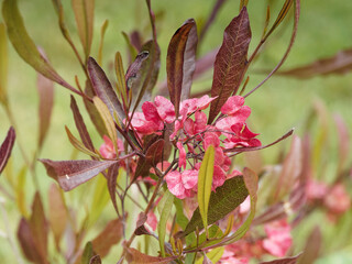 Broadleaf hopbush 'Purpurea' shrub (Dodonaea viscosa) Upright stems clothed with shiny brown-green veined lanceolate resinous leaves and papery seed reddish rounded winged capsules 

