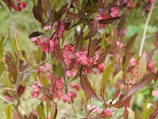 Dodonaea viscosa 'Purpurea' | Broadleaf hopbush, shrub with brown-green lanceolate resinous leathery leaves with undulating margins on upright stems bearing red 3-winged samaroid fruits