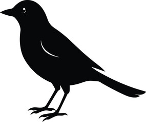 crow on white background