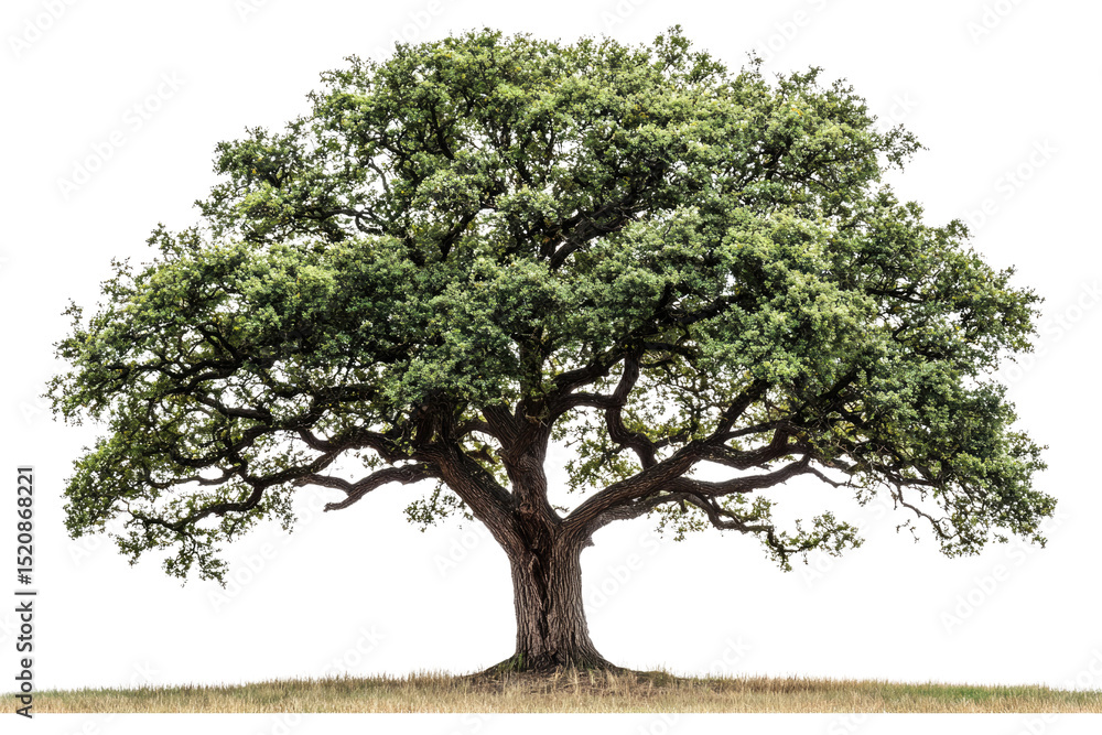 Poster a majestic, large oak tree with sprawling branches stands tall in a field background removed
