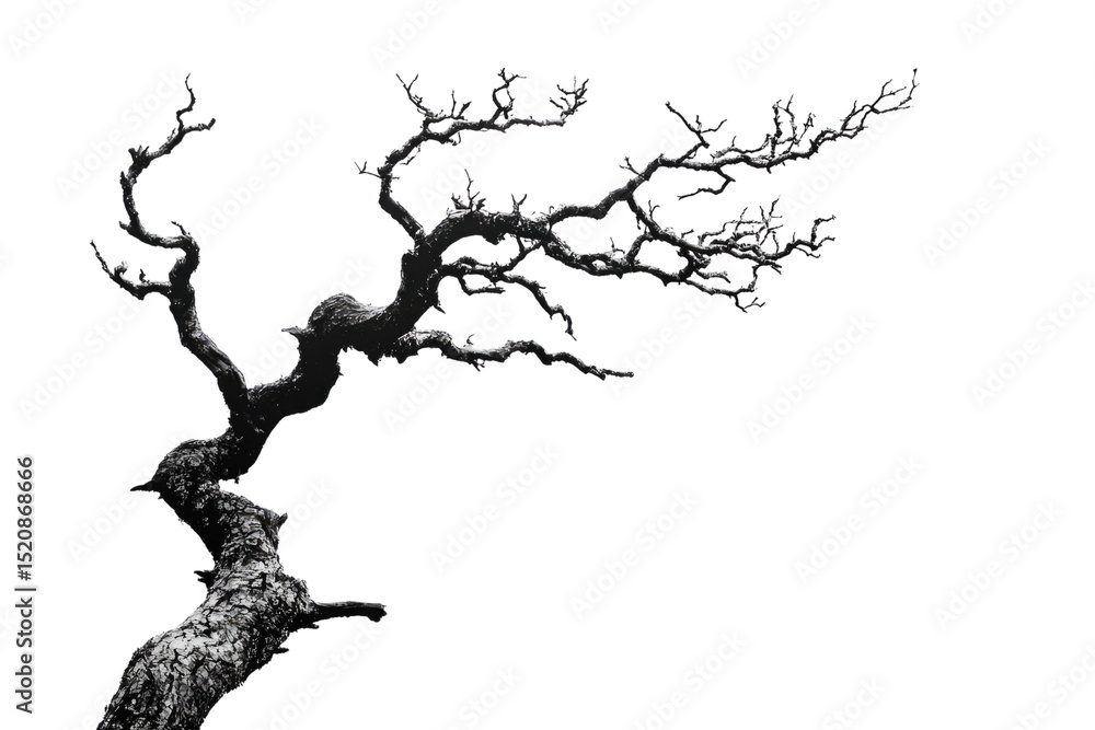 Poster A gnarled, leafless tree branch extends dramatically against a muted green backdrop background removed