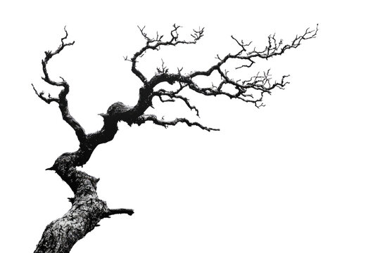 A gnarled, leafless tree branch extends dramatically against a muted green backdrop background removed