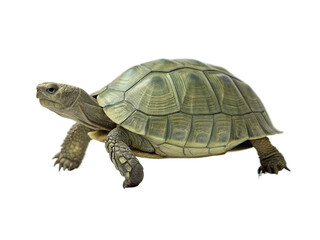 Obraz premium Desert tortoise walking isolated on transparent background, a reptile with a shell