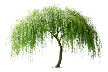 A lush weeping willow tree with long, graceful branches and vibrant green leaves background removed