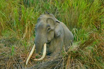 Indian elephant with massive tusks at Kaziranga National Park in Assam, India