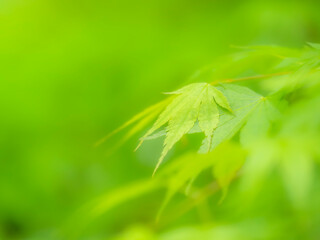 モミジの新緑。雨上がりにしっとり濡れた葉っぱが重なり合うやさしい雰囲気の風景。