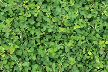 Dense Cover of Green Clover Leaves Spreading Across the Ground Pattern