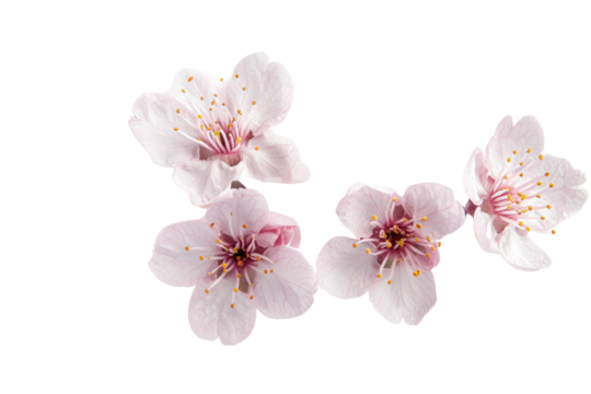 Four delicate pink cherry blossoms with visible stamens, isolated on a transparent background background removed