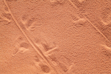 Animal track on the sand, red Aztec Sandstone outcrops. Rainbow Vista Trail, Valley of Fire State Park, Clark County, Nevada geology. desert iguana (Dipsosaurus dorsalis)	