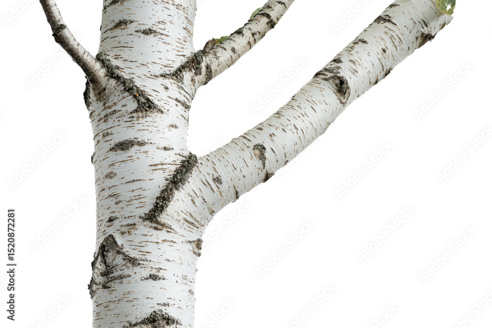 Poster close-up of a birch tree branch, showcasing its characteristic white bark and texture background rem