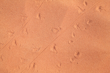 Animal track on the sand, red Aztec Sandstone outcrops. Rainbow Vista Trail, Valley of Fire State Park, Clark County, Nevada geology. desert iguana (Dipsosaurus dorsalis)	