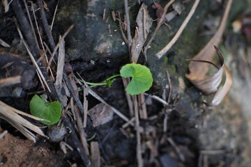 Tiny green leaves emerging among decaying foliage, a symbol of resilience