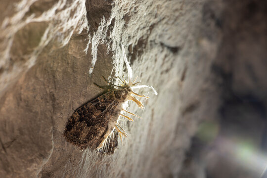 Closeup butterfly Tissue moth (Triphosa dubitata) infected by mycelium of parasitic fungus Cordyceps with fruiting bodies on stands growth out of moth body on a limestone wall in a cave