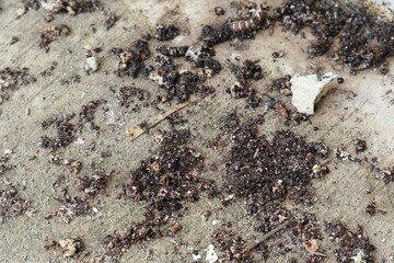 Scattered ant bait granules on a concrete surface after pest control