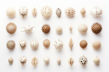 Unique collection of marine specimens displayed on a light background