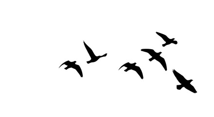 Obraz premium Silhouette of Birds Flying on White Background