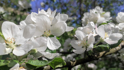 Blooming white apple blossoms with delicate petals and golden stamens illuminated by warm spring sunlight, symbolising purity and new beginnings for seasonal greetings or branding