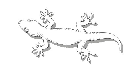 Line Art Gecko Lizard Isolated Illustration