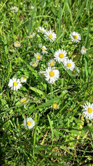 Sunny patch of miniature white daisies sprinkled across lush grass, evoking carefree summer memories and rural simplicity ideal for seasonal marketing or wellness design