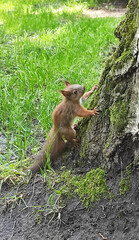  Agile brown squirrel climbing mossy tree trunk in lush green park, frozen mid-motion to showcase wildlife behaviour, agility, and playful energy for nature or conservation projects