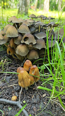 Cluster of small brown mushrooms sprouting among green grass blades, capturing earthy textures and natural decomposition for foraging, biodiversity, or autumn woodland narratives