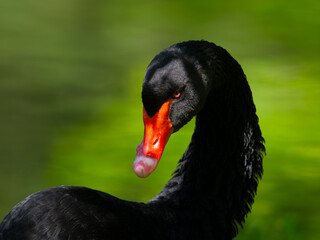 Black Swan portrait on blurred background