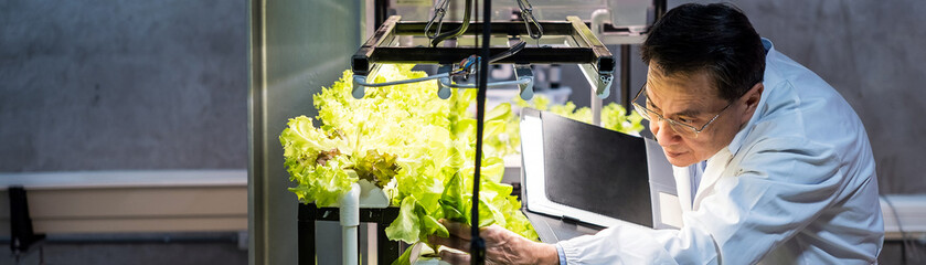Scientist in white lab coat examines hydroponic lettuce using tablet and grow lights. Modern indoor...