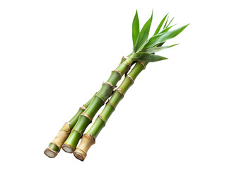 Fototapeta premium Crisp Bamboo Shoot