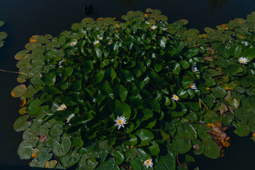 Blooming white water lilies and green leaves on the water on a sunny day. Lotus floating on the pond. Natural beauty of the water garden. Picturesque natural background.