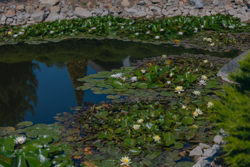 Blooming white water lilies and green leaves on the water on a sunny day. Lotus floating on the pond. Natural beauty of the water garden. Picturesque natural background.