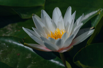 Blooming white water lilies and green leaves on the water on a sunny day. Lotus floating on the pond. Natural beauty of the water garden. Picturesque natural background.