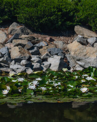 Blooming white water lilies and green leaves on the water on a sunny day. Lotus floating on the pond. Natural beauty of the water garden. Picturesque natural background.