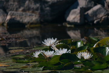 Blooming white water lilies and green leaves on the water on a sunny day. Lotus floating on the pond. Natural beauty of the water garden. Picturesque natural background.