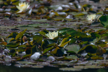 Blooming white water lilies and green leaves on the water on a sunny day. Lotus floating on the pond. Natural beauty of the water garden. Picturesque natural background.