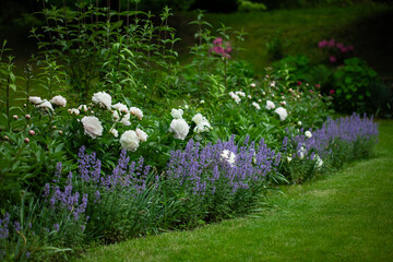 a flower bed with pearly white peonies and catnip