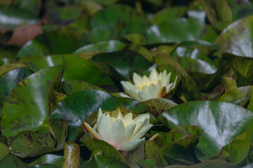 Blooming white water lilies and green leaves on the water on a sunny day. Lotus floating on the pond. Natural beauty of the water garden. Picturesque natural background.