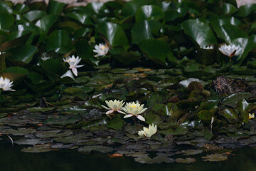 Blooming white water lilies and green leaves on the water on a sunny day. Lotus floating on the pond. Natural beauty of the water garden. Picturesque natural background.