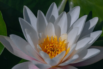 Blooming white water lilies and green leaves on the water on a sunny day. Lotus floating on the pond. Natural beauty of the water garden. Picturesque natural background.