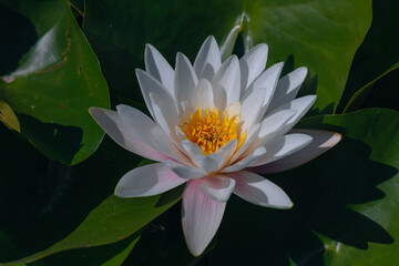 Blooming white water lilies and green leaves on the water on a sunny day. Lotus floating on the pond. Natural beauty of the water garden. Picturesque natural background.