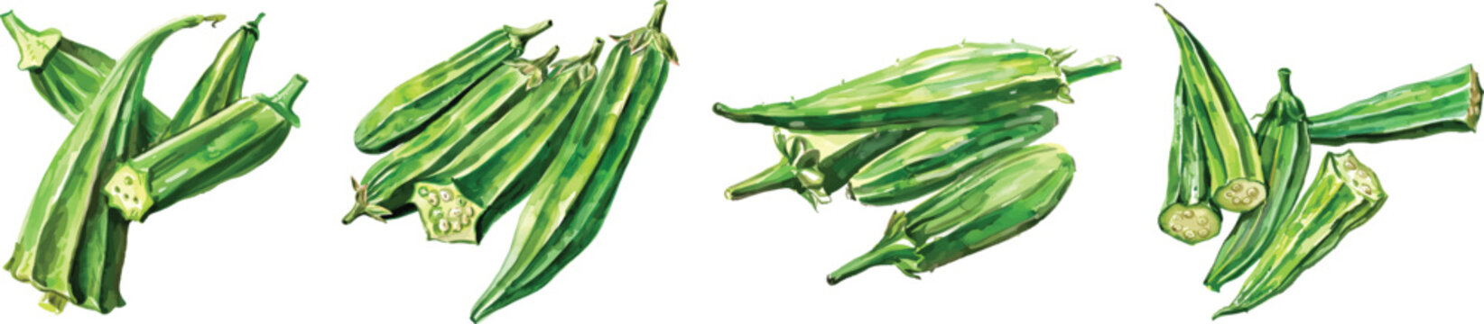Okra Vegetable Vector Illustration on White Background