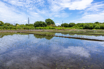 田植えを終えたばかりの田んぼ