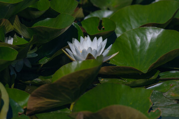 Blooming white water lilies and green leaves on the water on a sunny day. Lotus floating on the pond. Natural beauty of the water garden. Picturesque natural background.