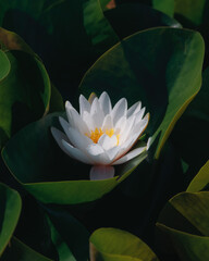 Blooming white water lilies and green leaves on the water on a sunny day. Lotus floating on the pond. Natural beauty of the water garden. Picturesque natural background.