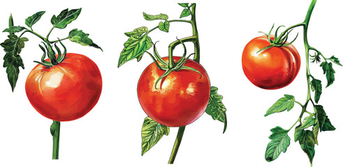 Tomato Vector Illustration, Isolated on White Background